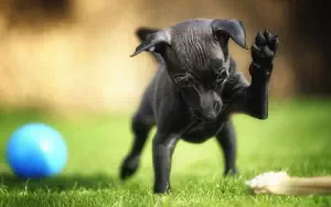 Dog wide wallpapers and HD wallpapers