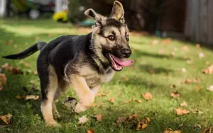 Dog wide wallpapers and HD wallpapers