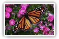 Butterfly desktop wallpapers