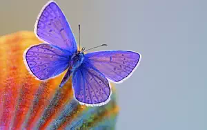 Butterfly wide wallpapers and HD wallpapers