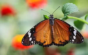 Butterfly wide wallpapers and HD wallpapers