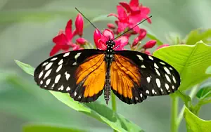 Butterfly wide wallpapers and HD wallpapers