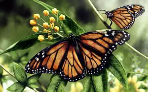 Butterfly wide wallpapers and HD wallpapers
