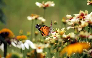 Butterfly wide wallpapers and HD wallpapers