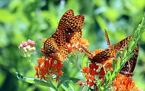 Butterfly wide wallpapers and HD wallpapers