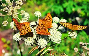 Butterfly wide wallpapers and HD wallpapers