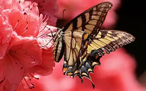 Butterfly wide wallpapers and HD wallpapers