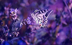 Butterfly wide wallpapers and HD wallpapers