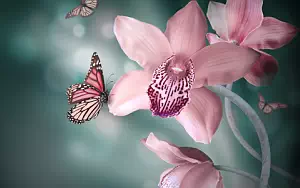 Butterfly wide wallpapers and HD wallpapers