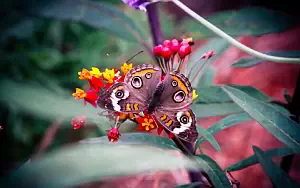 Butterfly wide wallpapers and HD wallpapers