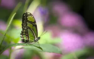 Butterfly wide wallpapers and HD wallpapers