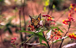 Butterfly wide wallpapers and HD wallpapers