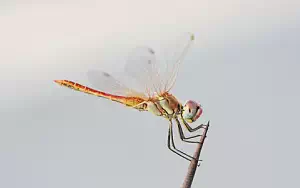 Dragonfly wide wallpapers and HD wallpapers