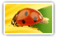 Ladybird desktop wallpapers