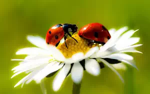 Ladybird wide wallpapers and HD wallpapers
