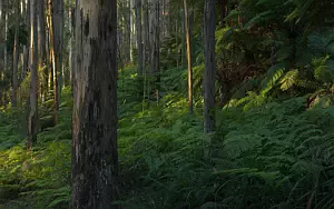 Forest wide wallpapers and HD wallpapers