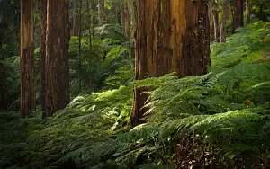 Forest wide wallpapers and HD wallpapers