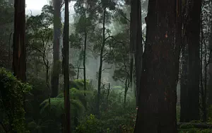 Forest wide wallpapers and HD wallpapers