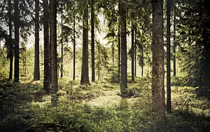 Forest wide wallpapers and HD wallpapers