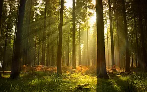 Forest wide wallpapers and HD wallpapers