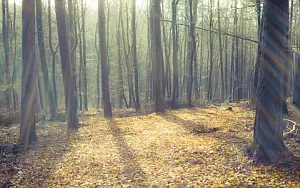 Forest wide wallpapers and HD wallpapers