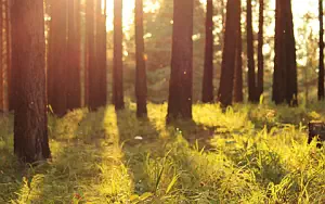 Forest wide wallpapers and HD wallpapers