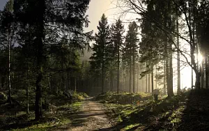 Forest wide wallpapers and HD wallpapers