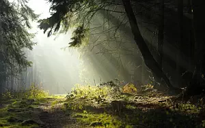 Forest wide wallpapers and HD wallpapers