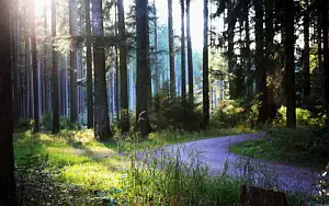 Forest wide wallpapers and HD wallpapers