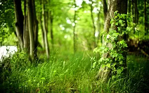 Forest wide wallpapers and HD wallpapers