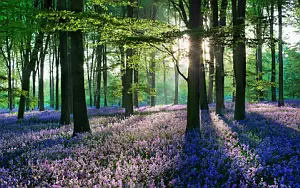 Forest wide wallpapers and HD wallpapers