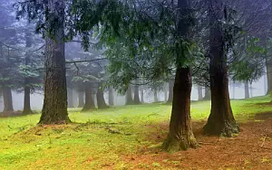 Forest wide wallpapers and HD wallpapers