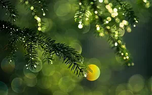 Forest wide wallpapers and HD wallpapers