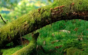 Forest wide wallpapers and HD wallpapers
