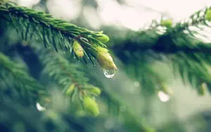 Forest wide wallpapers and HD wallpapers