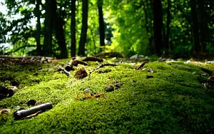 Forest wide wallpapers and HD wallpapers