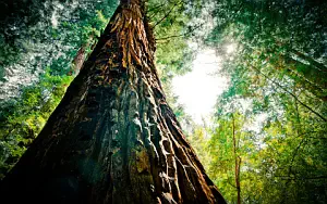 Forest wide wallpapers and HD wallpapers
