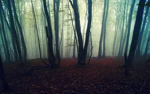 Forest wide wallpapers and HD wallpapers