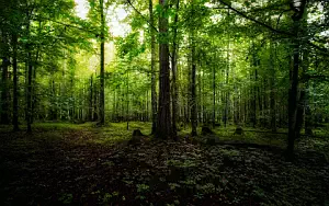 Forest wide wallpapers and HD wallpapers