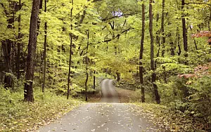 Forest wide wallpapers and HD wallpapers