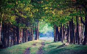Forest wide wallpapers and HD wallpapers