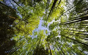 Forest wide wallpapers and HD wallpapers