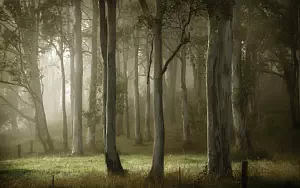 Forest wide wallpapers and HD wallpapers