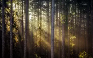 Forest wide wallpapers and HD wallpapers