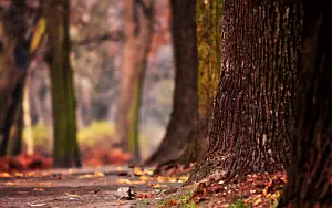 Forest wide wallpapers and HD wallpapers