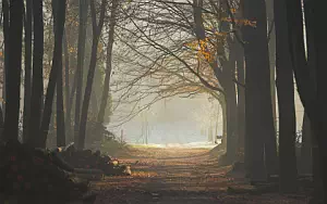 Forest wide wallpapers and HD wallpapers