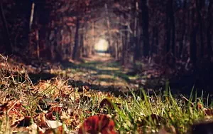 Forest wide wallpapers and HD wallpapers