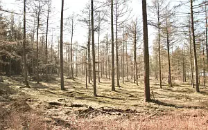 Forest wide wallpapers and HD wallpapers