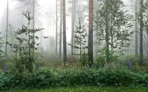 Forest wide wallpapers and HD wallpapers