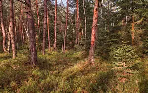 Forest wide wallpapers and HD wallpapers
